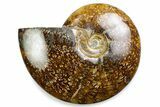 Polished Ammonite (Cleoniceras) Fossil - Madagascar #375983-1